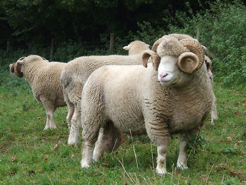 The Sheep of Premium Eco Wool