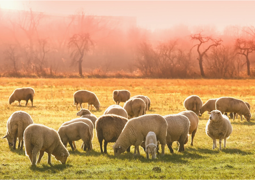 Quality Assurance, From the Field to the Mill