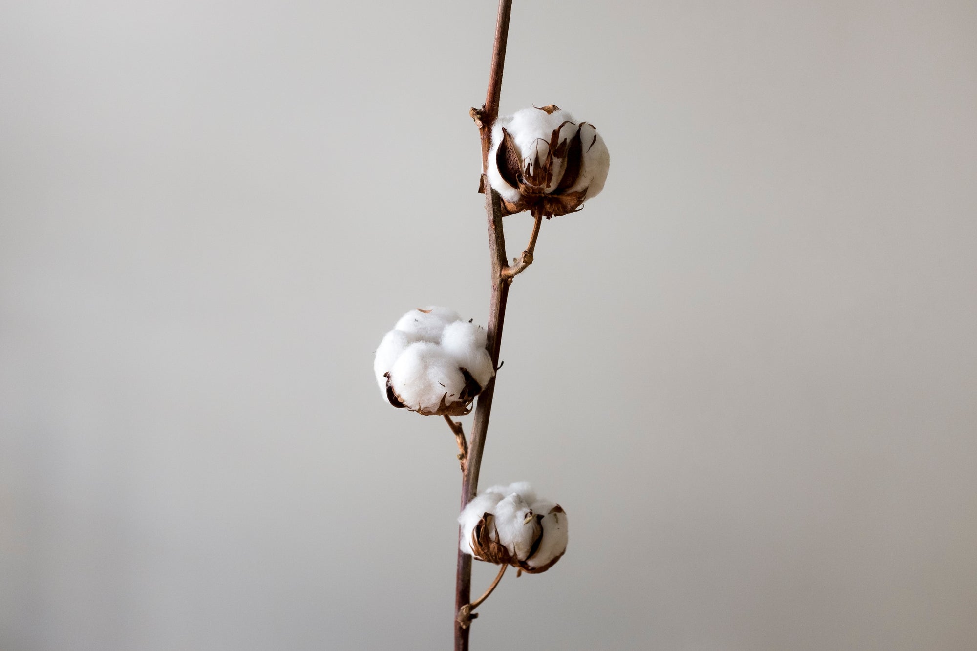 natural cotton bud still life on white background